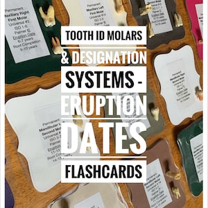 Tooth ID and Designation System - Eruption Dates Molars Flashcards for Dental Students