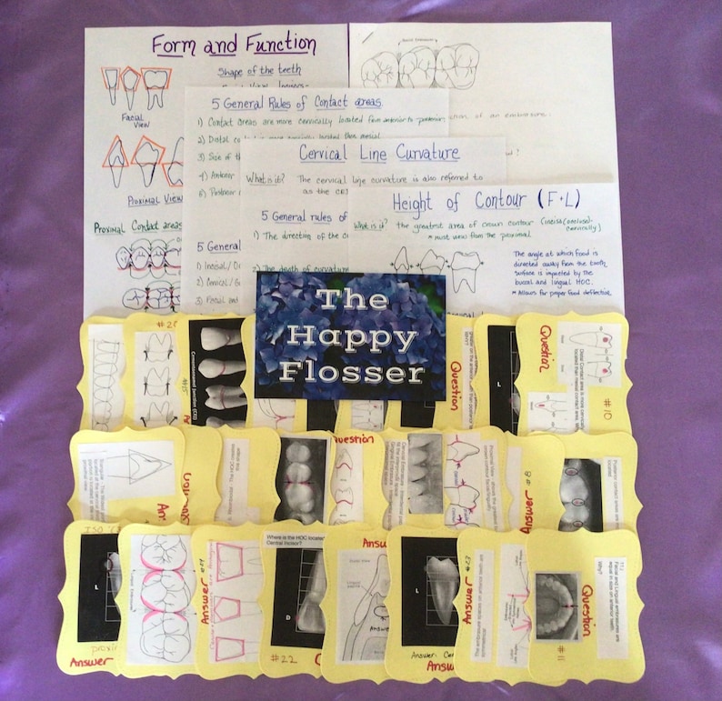 Form and Function Dental Anatomy Study Sheets and Flashcards Etsy
