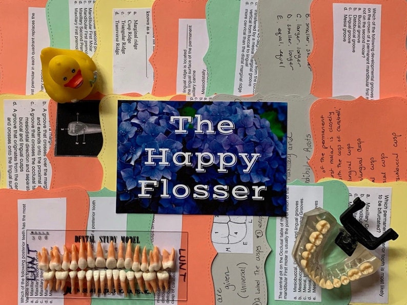 Study Question Flashcards on Dental Anatomy for Dental Students Etsy