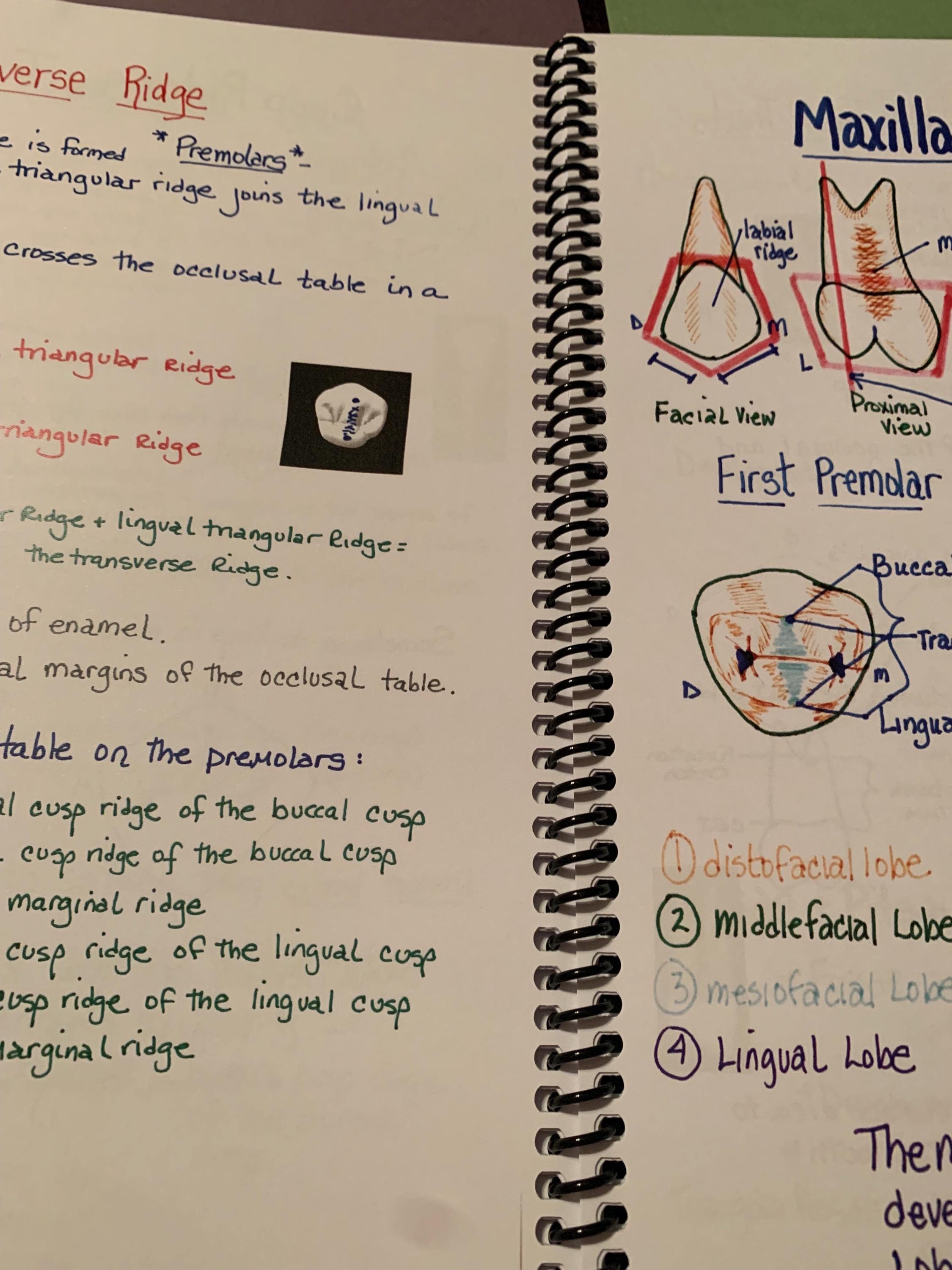 Dental Tooth Anatomy Spiralbound 75 Color Handwritten Notes for Dental ...