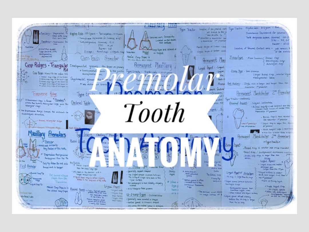 Premolar Tooth Morphology and Anatomy Study Sheets for Dental - Etsy