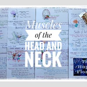 May include: A close-up of a notebook page with handwritten notes about the muscles of the head and neck. The page is filled with colorful diagrams and labels. The title "Muscles of the Head and Neck" is written in large, bold letters. A sticker with the text "The Happy Flosser" is in the lower right corner.