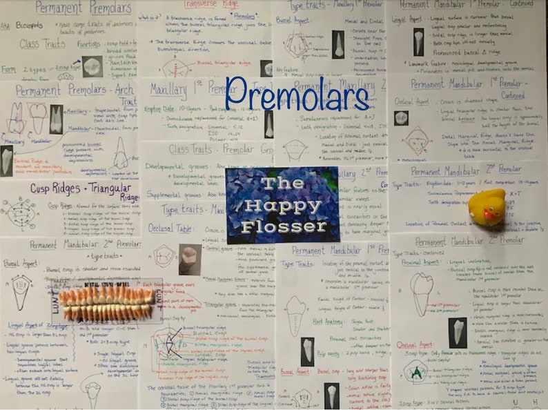 Tooth Characteristics Morphology Dental Anatomy Entire Dentition Study Sheets image 5