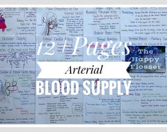 Anatomy of the Blood Supply to the Head and Neck Study Sheets