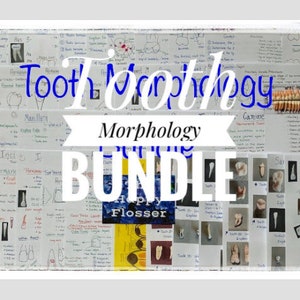 Tooth Characteristics Morphology Dental Anatomy Entire Dentition Study Sheets image 2