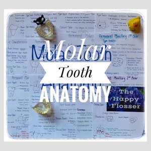 Molar Tooth Morphology and Anatomy Study Sheets for Dental Hygiene