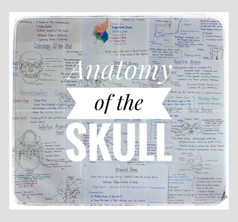 The Skull Notes.pdf Anatomy of the Skull Study Sheets for Dental Students - Etsy