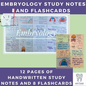 May include: A set of 12 handwritten pages of embryology study notes and 8 flashcards. The flashcards feature colorful illustrations and questions about the ectoderm, endoderm, and mesoderm. The notes are written in black ink on white paper and include diagrams and text.