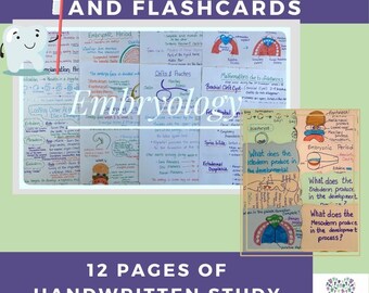 Embryology- Fetal development Dental Hygiene Study Notes and Flashcards