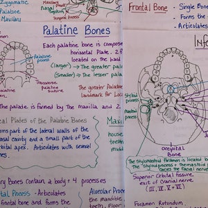 The Skull Notes.pdf Anatomy of the Skull Study Sheets for Dental Students - Etsy