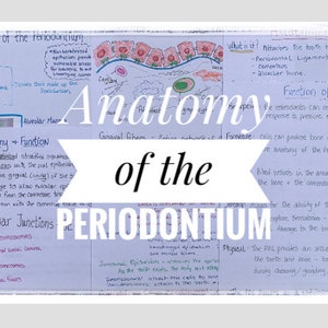 Anatomy of the Periodontium Study Sheets for the Dental Hygiene Student ...