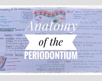 Anatomy of the Periodontium Study Sheets for the Dental Hygiene Student