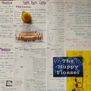 Tooth Characteristics Morphology Dental Anatomy Entire Dentition Study Sheets image 7