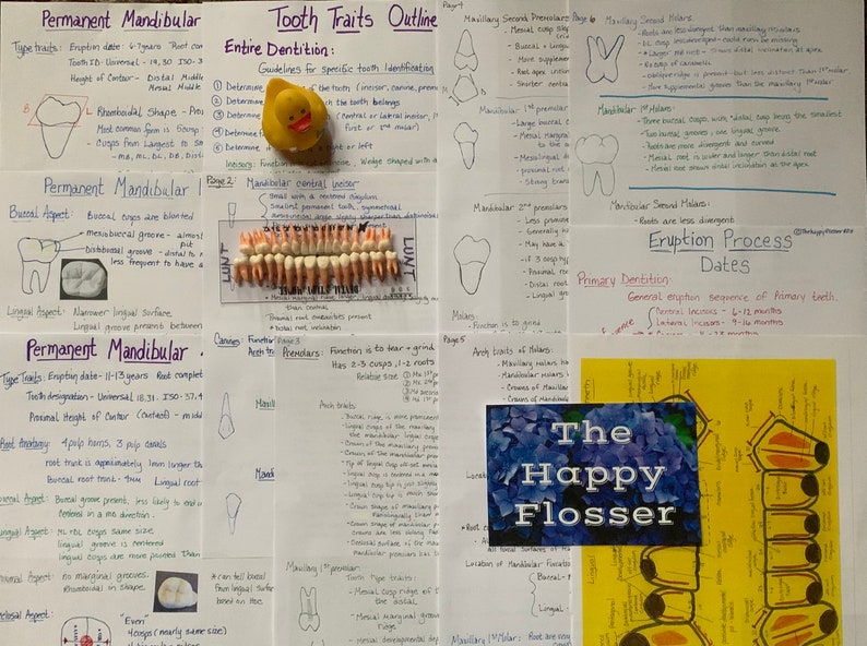 Tooth Characteristics Morphology Dental Anatomy Entire Dentition Study Sheets image 7