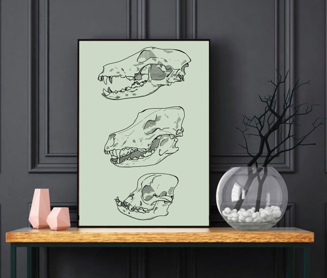 Dog Skull Bones Art Print Dog Anatomy Illustration Dog - Etsy