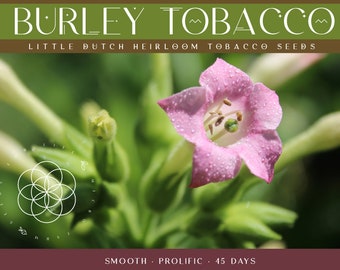 Burley 'Little Dutch' Heirloom Tobacco Seeds (100 seeds) ~ Grown in Canada Non-GMO Chemical Free