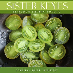Peut inclure: Gros plan de tomates cerises vertes anciennes, coupées en deux, dans un bol noir. Les tomates sont étiquetées "Sister Keyes Heirloom Cherry Tomato" et décrites comme "Complexes, Sucrées, Résistantes".