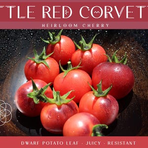 Peut inclure: Gros plan sur des tomates cerises héritage 'Little Red Corvette' dans un bol en bois foncé. Les tomates rouges mûres ont des tiges vertes et brillent d'humidité. Le texte en haut indique 'Little Red Corvette Heirloom Cherry'.