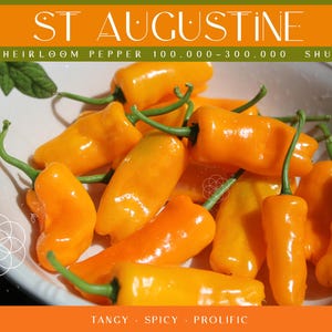 May include: A bowl of bright orange St. Augustine heirloom peppers. The peppers are small and slender, with a slightly pointed tip. The text "HEIRLOOM PEPPER 100,000-300,000 SHU" is printed above the bowl. The text "TANGY - SPICY - PROLIFIC" is printed below the bowl.