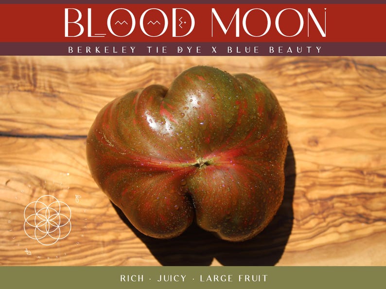Blood Moon Tomato Seeds, Dark Heirloom, Organically Grown (15 Seeds