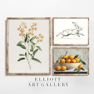 Vintage Spring Gallery Wall Art SET of Three | Rabbit Sketch | Oranges Still Life | Vintage Botanical | PRINTABLE | Digital Download | E97