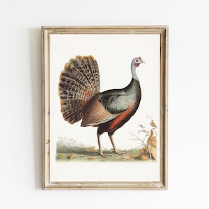 Vintage Turkey Print | Vintage Thanksgiving Decor | Farmhouse Decor | Turkey Wall Decor | Antique Nature Art | PRINTABLE Download | E966