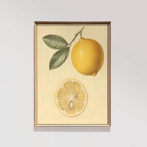 Zitrone Obst Studie | Küche DRUCKBARE Kunst | Cottagecore Obst Kunst | Moderne Bauernhaus Dekor | Zitrone Skizze | Digitaler Download Kunst | E640