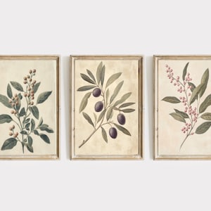 Può includere: Set di tre stampe botaniche incorniciate che raffigurano rami di ulivo con olive viola e bacche rosa. Le stampe hanno un'estetica vintage e sono incorniciate in una cornice semplice in legno chiaro.