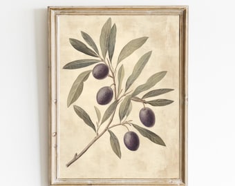 May include: A vintage botanical illustration of an olive branch with dark purple olives against a beige background. The illustration is framed in a light wood frame.
