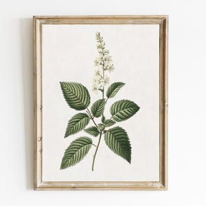 Vintage Botanical | Botanical Farmhouse Wall Art | White Floral Botanical | Minimalistic Wall Decor | Kitchen Wall Art  | Digital Art | E495