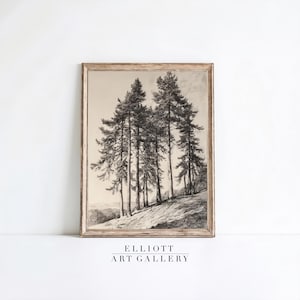 Könnte beinhalten: Eine Schwarzweiß-Vintage-Illustration einer Gruppe von fünf Kiefern auf einem Hügel. Die Bäume sind in einem realistischen Stil gezeichnet, mit detaillierten Ästen und Nadeln. Die Illustration ist in einem hellen Holzrahmen gerahmt.