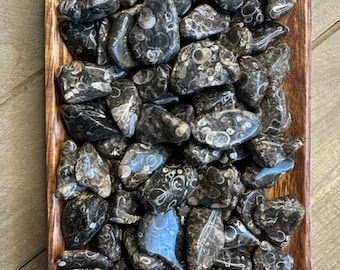 Turritella Agate Tumble