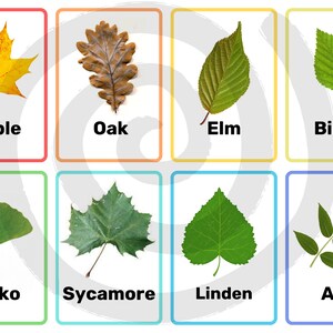 8 Common Leaves Printable Flashcards | Instant Download | Montessori | Classroom | Homeschool | Pre-K | Kindergarten