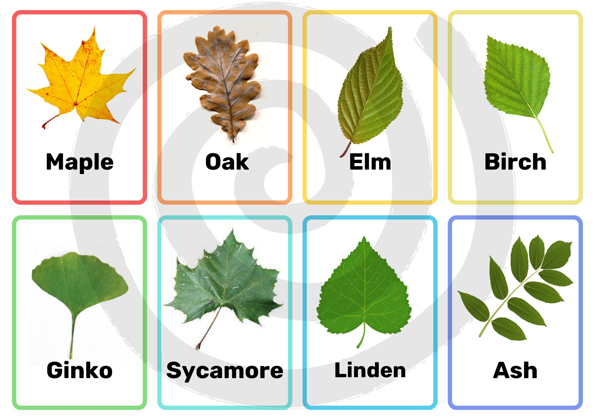 Eladamri Lord of Leaves／葉の王エラダムリー(英語版2枚) 8 Common Leaves Printable Flashcards | Instant Download