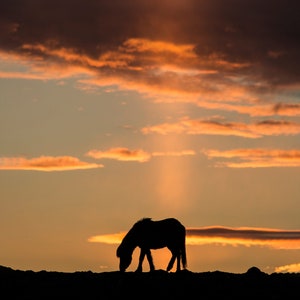 Icelandic Horse at Sunset-Icelandic Horse Silhouette-Icelandic Horse Silhouette at Sunset-Icelandic Horse Silhouette in Shaft of Light