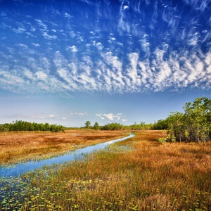 Vecchia riserva delle acque erbose della Florida
