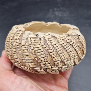 Può includere: Una piccola ciotola in ceramica rotonda con un esterno beige testurizzato caratterizzato da un motivo a griglia screpolato. Il bordo è irregolare e frastagliato, rivelando un interno liscio di colore chiaro. La superficie ha una finitura opaca con accenti marrone scuro.