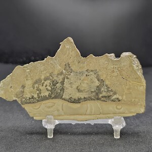 May include: A unique, irregularly shaped stone specimen, likely a geological sample. The stone features a mix of beige, tan, and gray hues with intricate patterns and textures. It rests on a clear plastic display stand, showcasing its natural beauty.