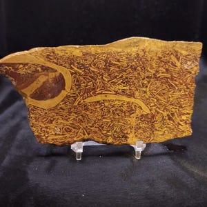 May include: A flat, rectangular slab of fossiliferous limestone featuring a dense, intricate pattern of small, light yellow shell fragments embedded within a deep reddish-brown matrix, supported by a clear acrylic display stand.
