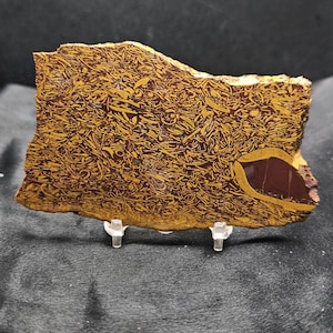 May include: A flat, rectangular slab of fossiliferous rock featuring a dense, intricate pattern of golden-yellow shell fragments embedded within a deep, dark reddish-brown matrix. A single, larger, smooth, solid dark red inclusion is visible.