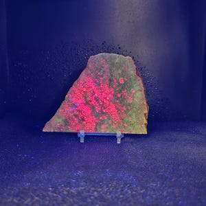 May include: A unique, irregularly shaped stone with a green base and vibrant pink and red patterns. The stone is displayed on a clear stand against a dark blue background, creating a striking contrast. The stone's surface has a textured appearance.