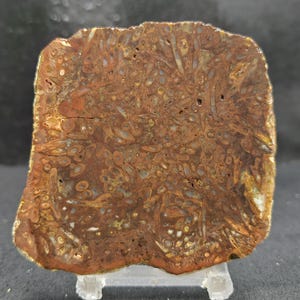 May include: A polished, irregularly shaped stone slab with a rich, earthy color palette. The surface displays a complex pattern of brown, tan, and cream-colored fossilized elements, creating a unique, natural texture. The stone is mounted on a clear stand.