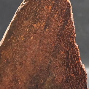 Premium Dino Bone from Utah, Lapidary Slab, natural stone for cabbing, not polished