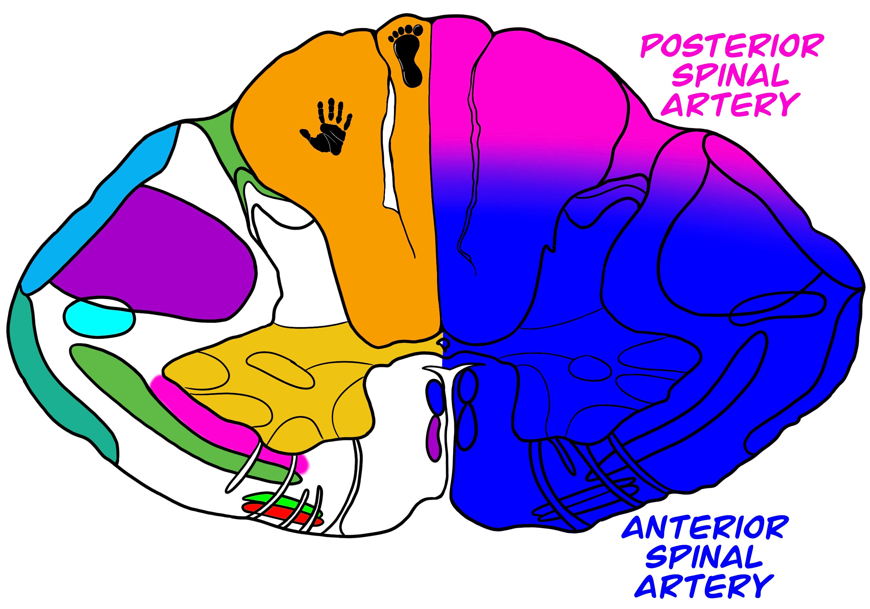 Neuroanatomy Cross Section Coloring Pages For Medical School Instant neuroanatomy-cross-section-coloring-pages-for-medical-school-instant