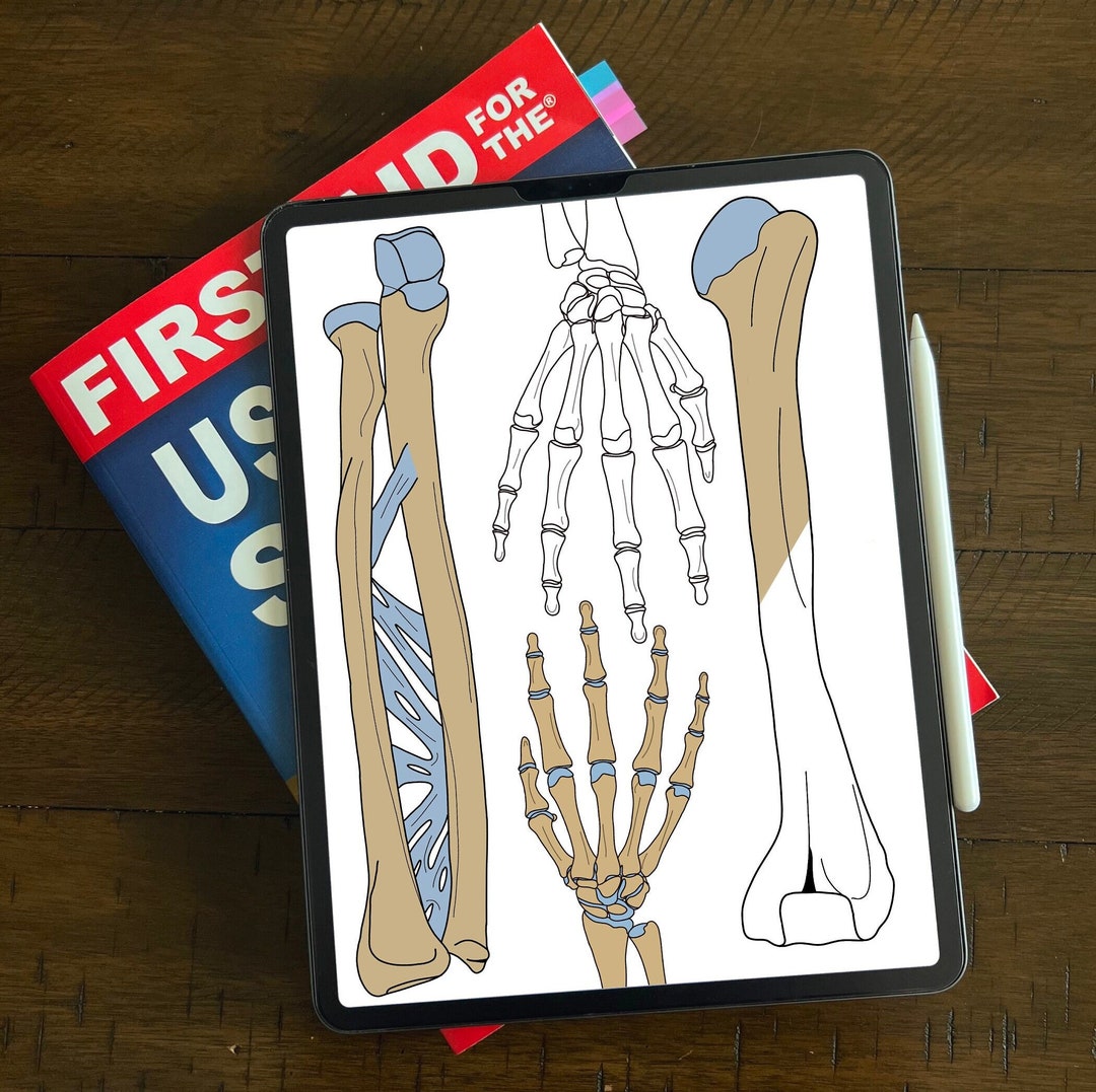 Radius and Ulna Coloring Page PDF and PNG Images Etsy