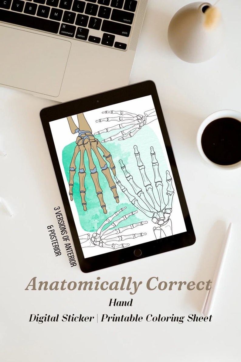 Anatomical Skeletal Hand Printable Coloring Sheet for Students and Teachers - Etsy