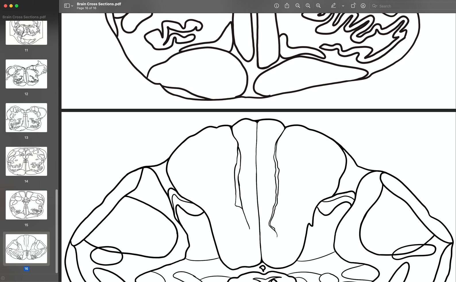 Neuroanatomy Cross Section Coloring Pages for Medical School - Etsy UK