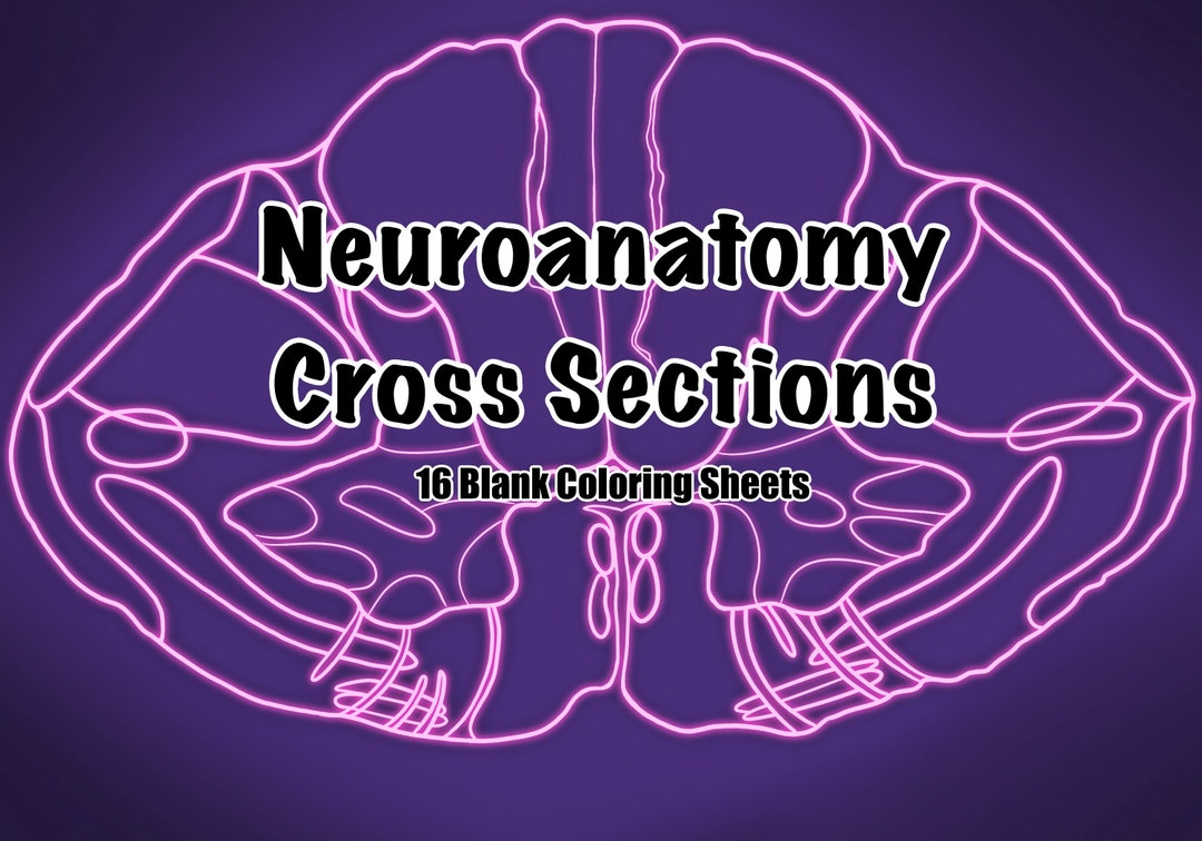 Neuroanatomy Cross Section Coloring Pages For Medical School Instant mit-early-action-results-2024-cyb-carmelita