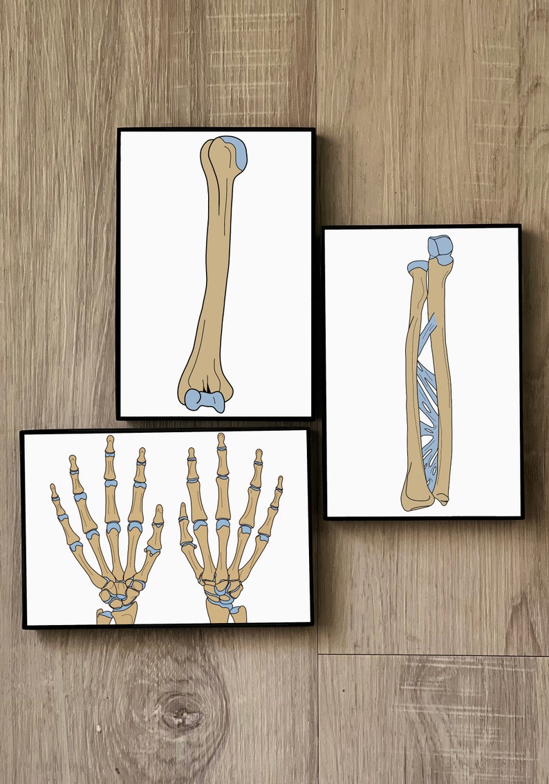 Anatomical Skeletal Hand Printable Coloring Sheet for Students and Teachers - Etsy