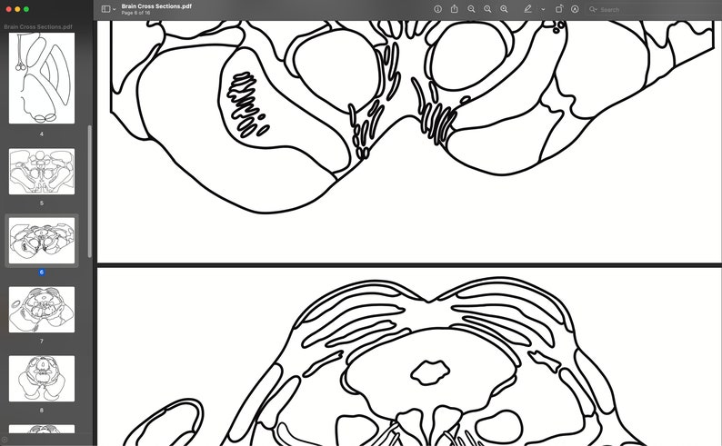 Neuroanatomy Coloring Pages Cross Sectional Brain for Medical - Etsy